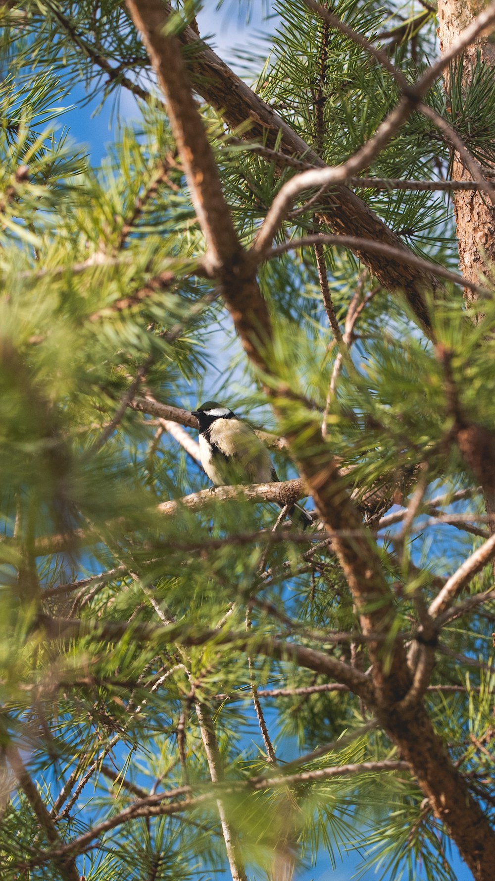 white and black bird perching on a tree