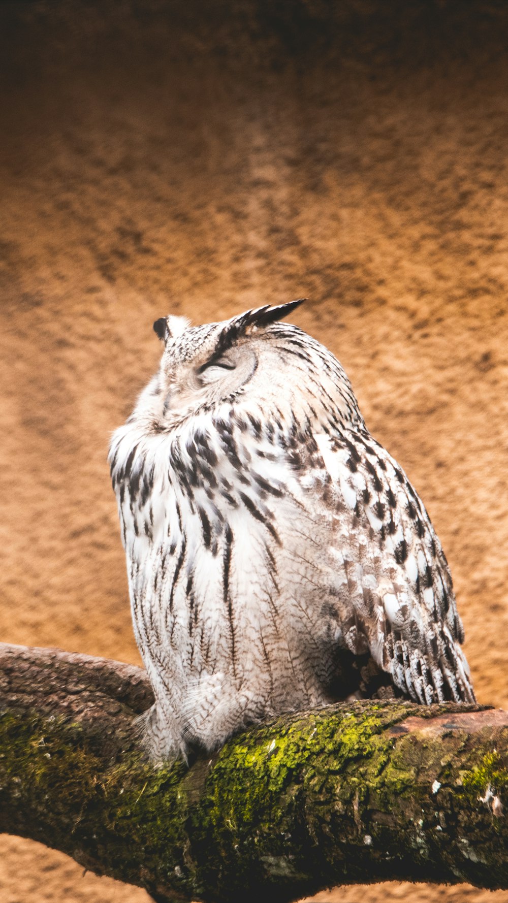 white and black owl perched on branch