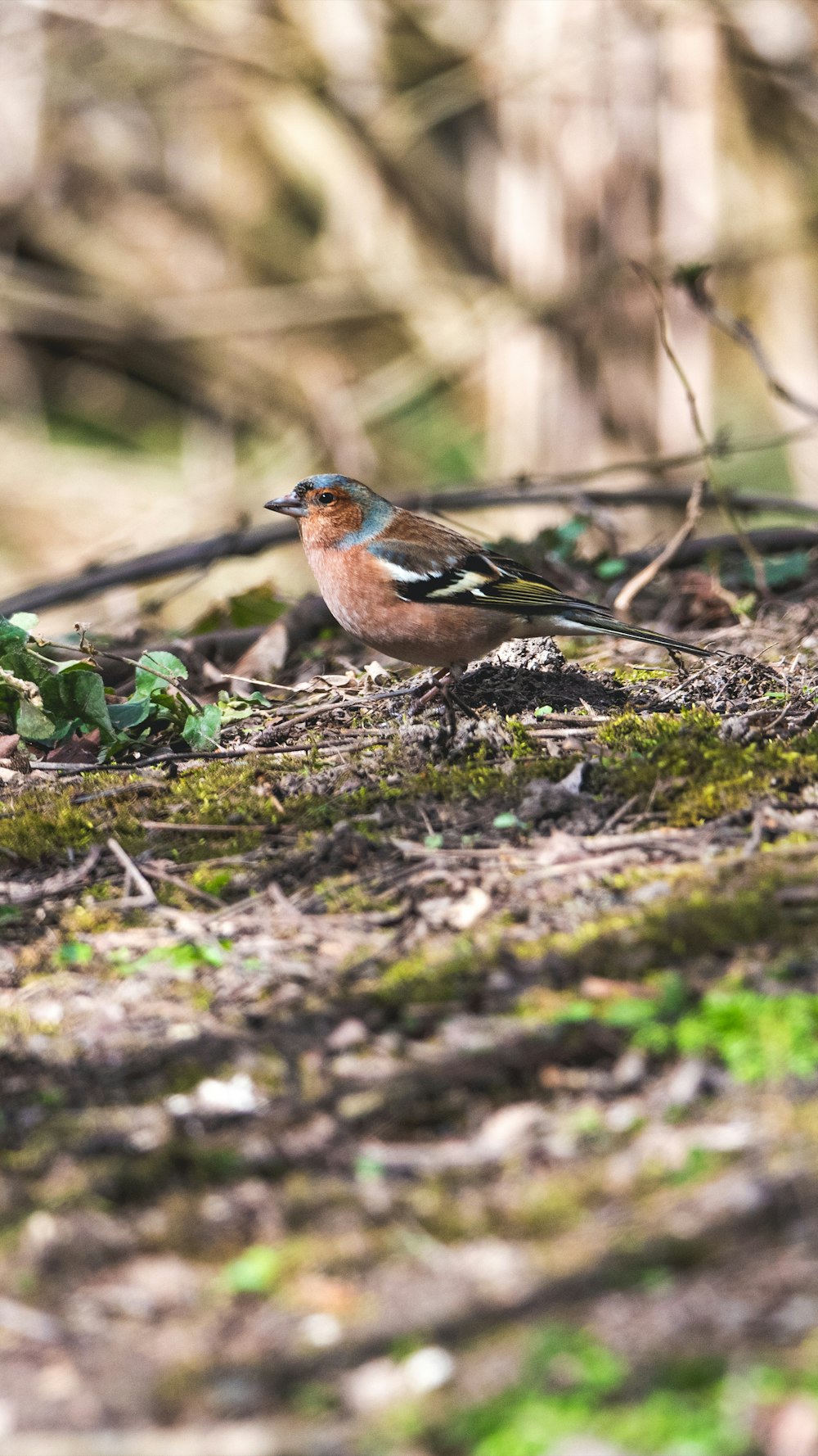 brown and blue bird