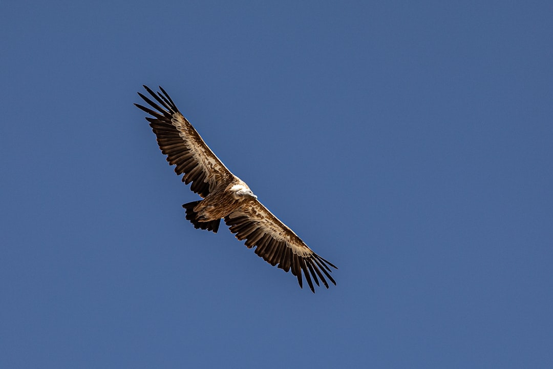 brown and black eagle in air during daytime