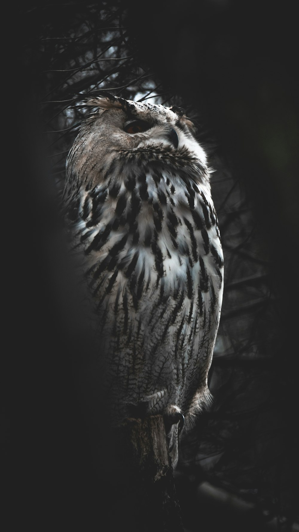 Fotografía en escala de grises de águila
