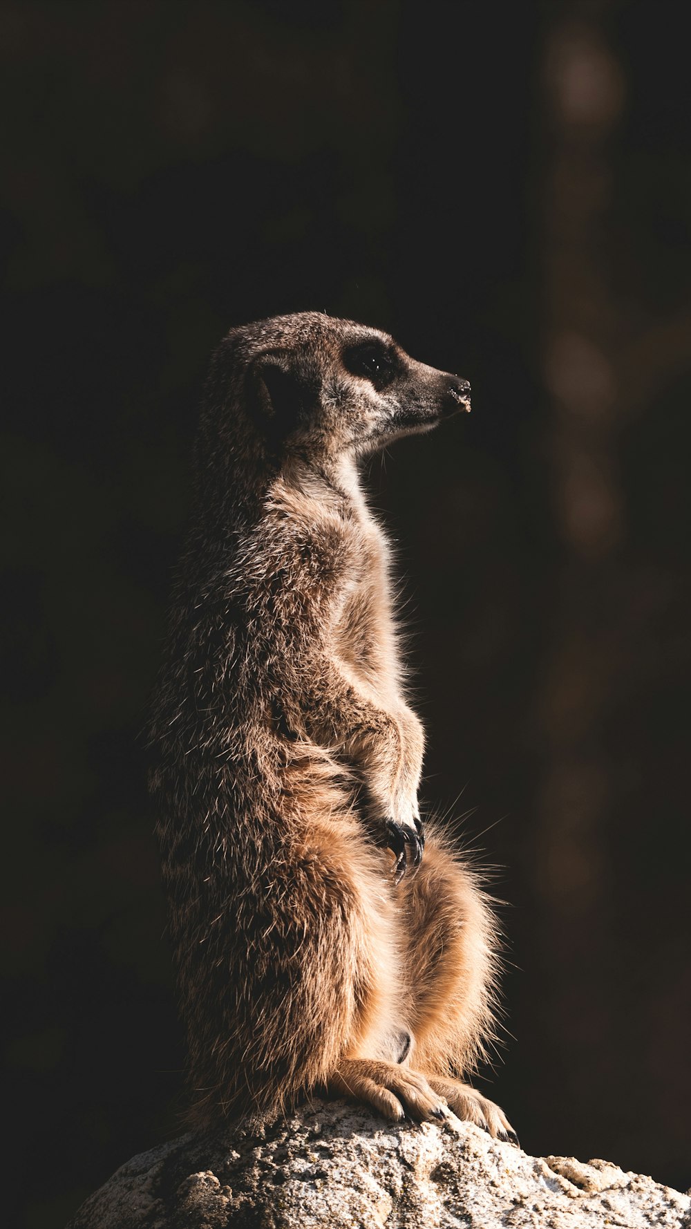 standing meerkat