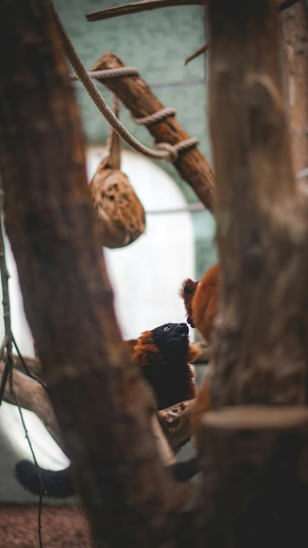 a group of monkeys hanging from a tree