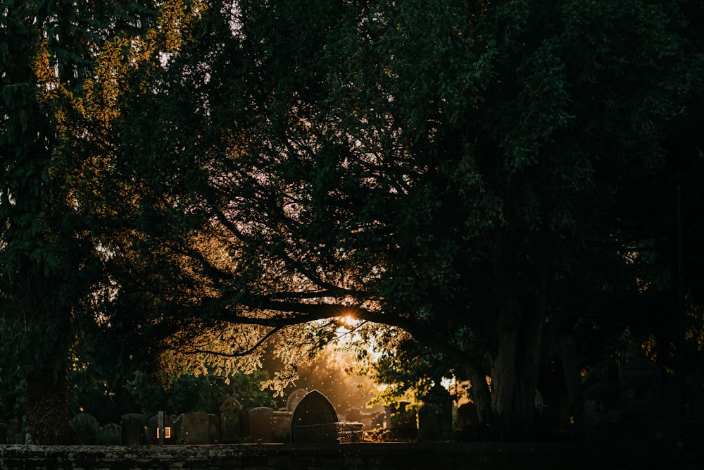 silhouette of grave in the forest