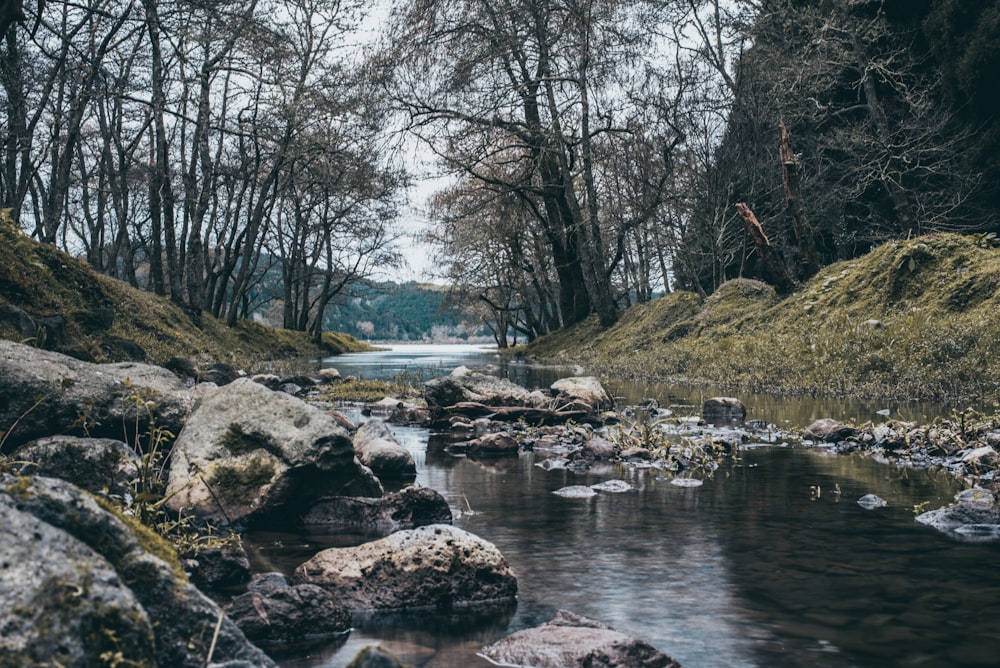 creek near bare trees