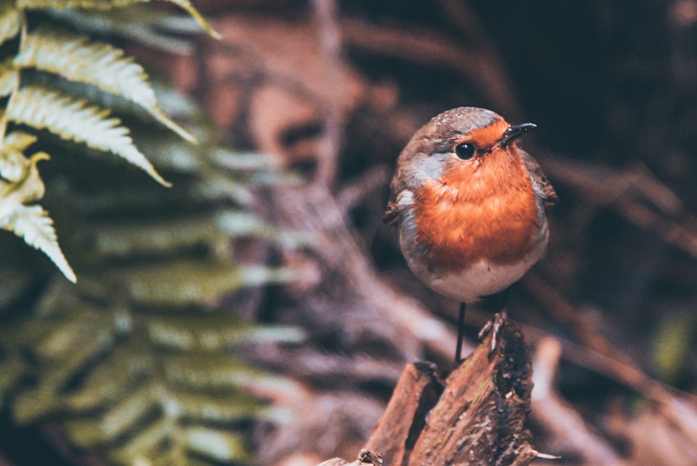 orange and grey bird