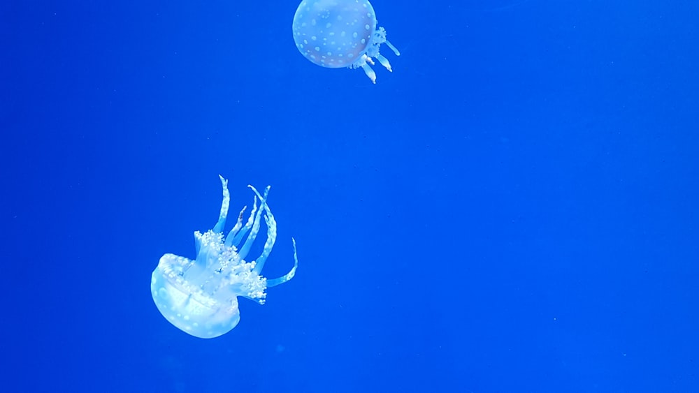 two jellyfish underwater