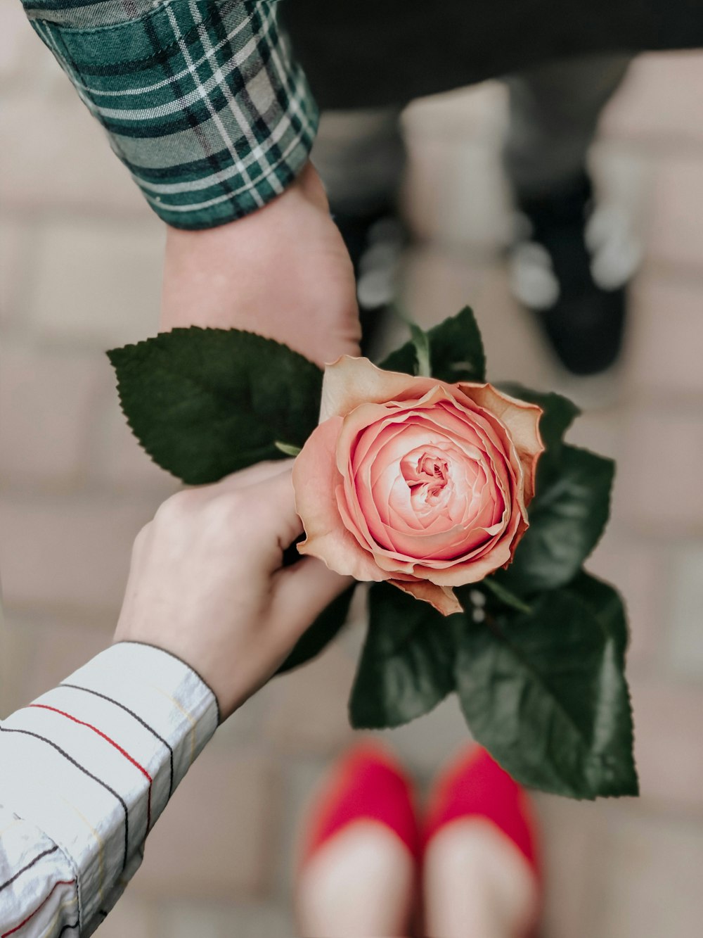 person holding pink rose