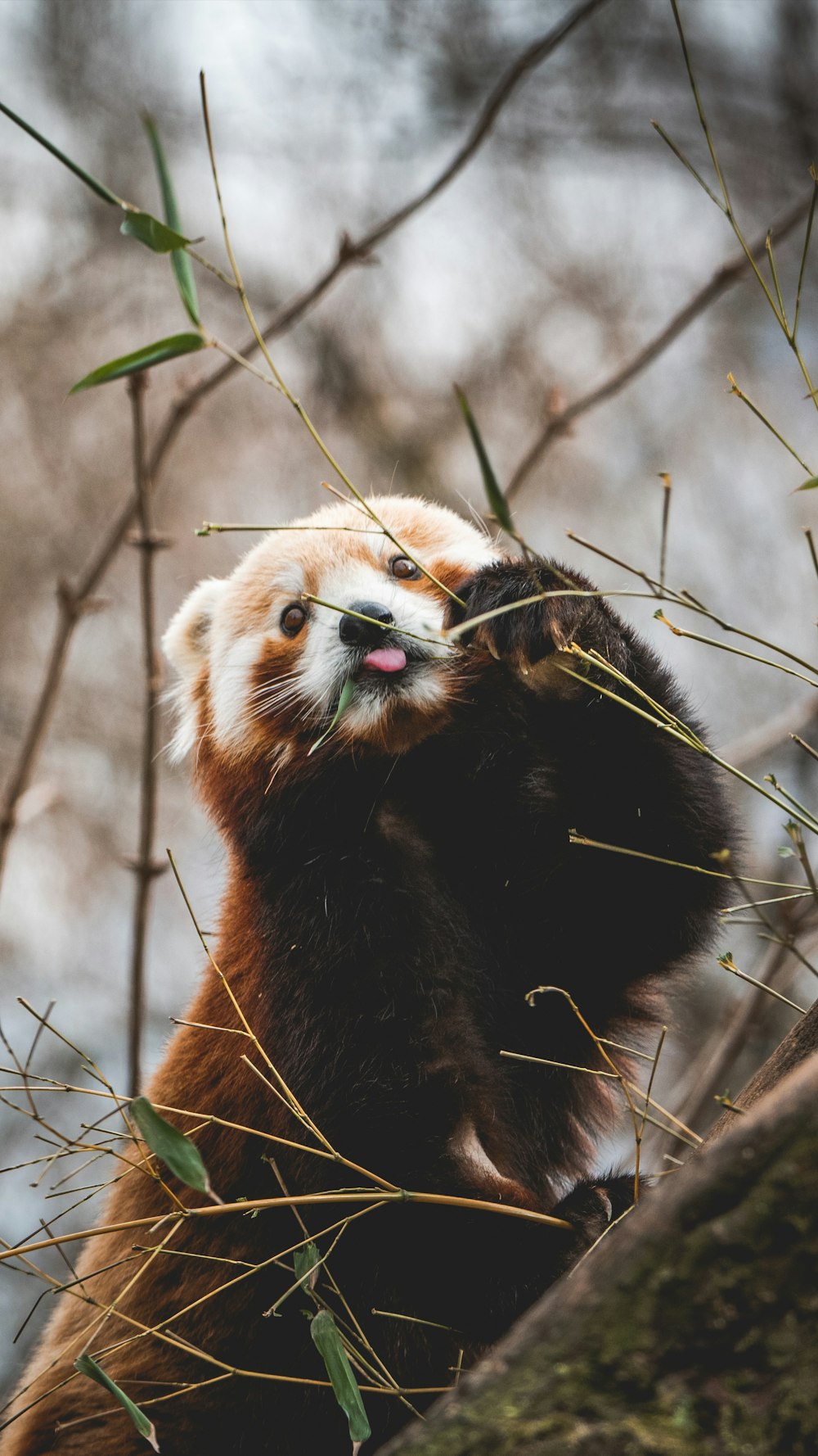 Fotografia de close-up do panda vermelho