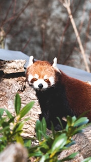 A red panda with distinct reddish-brown fur stands on a rocky surface surrounded by green foliage. Its white face markings and bushy tail are visible as it gazes forward under a soft natural light.
