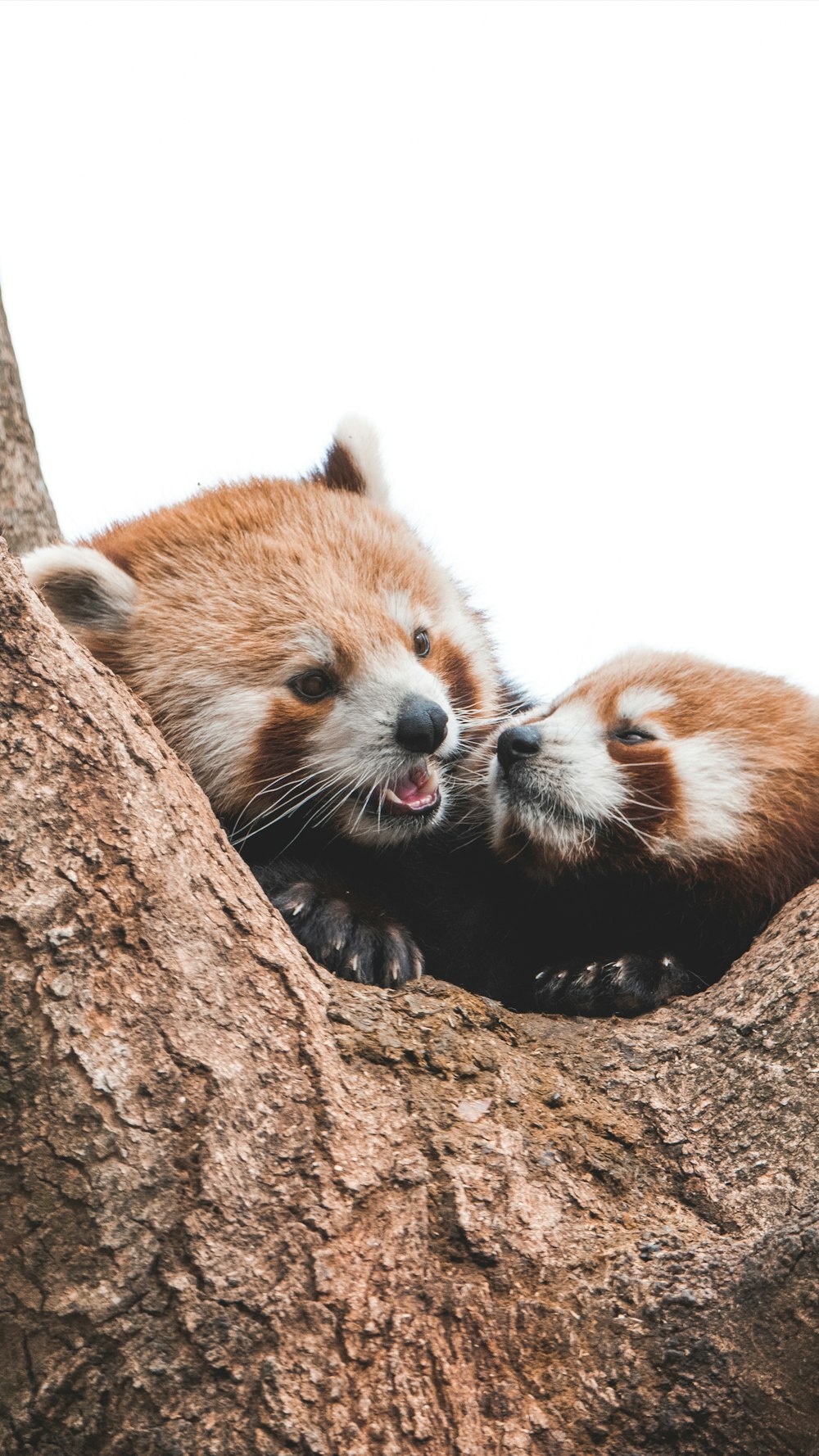 deux pandas roux