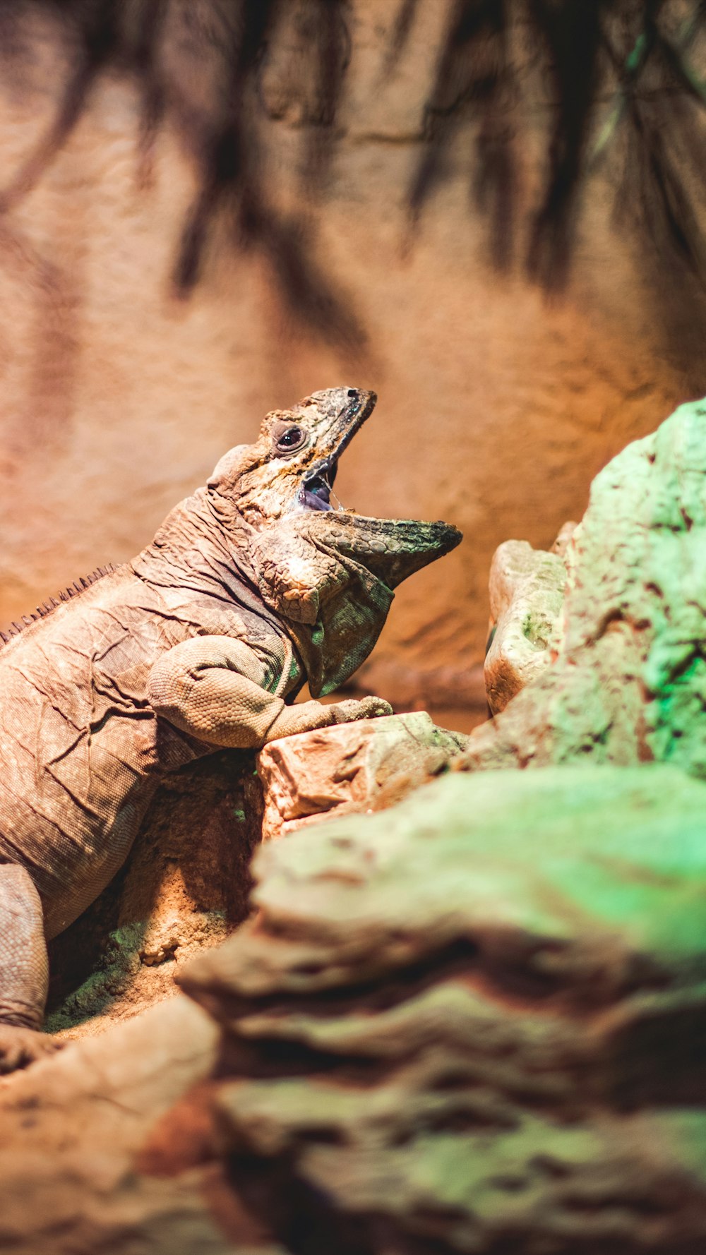 crawling brown iguana