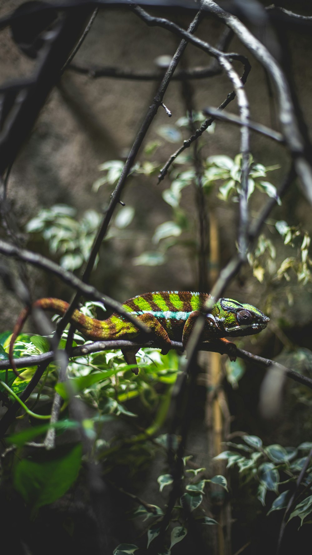 green and brown chameleon on tree branch