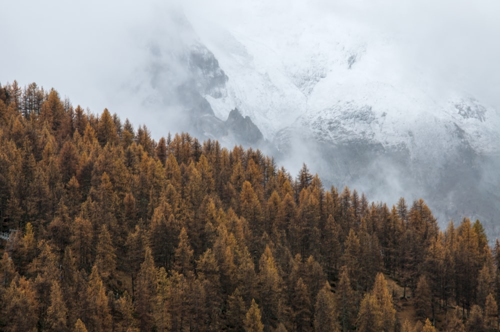 brown leaf trees view