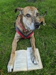 dog wearing eyeglasses sits on grass
