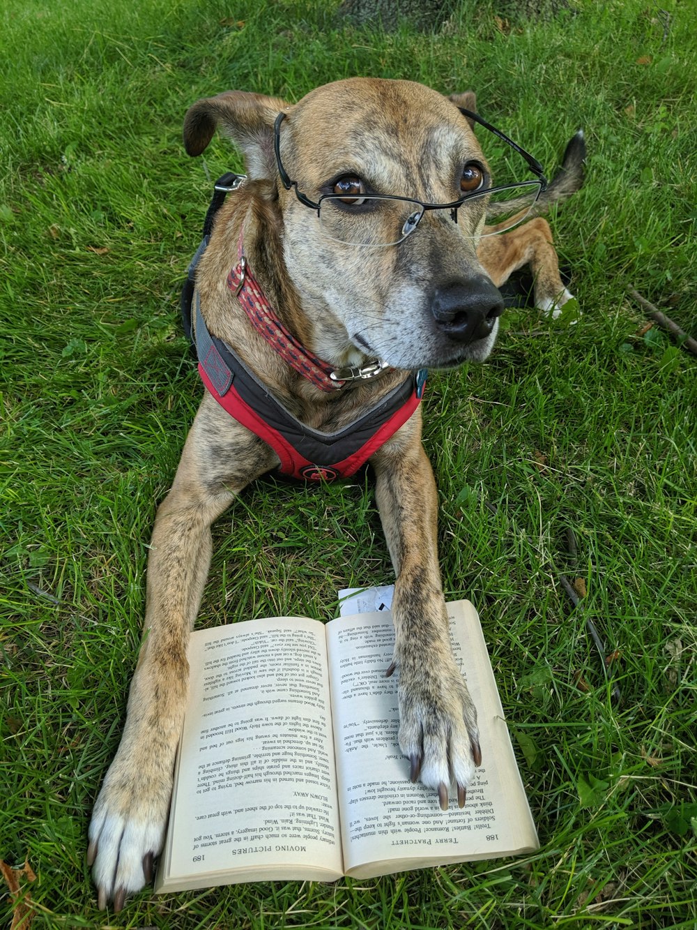 dog wearing eyeglasses sits on grass