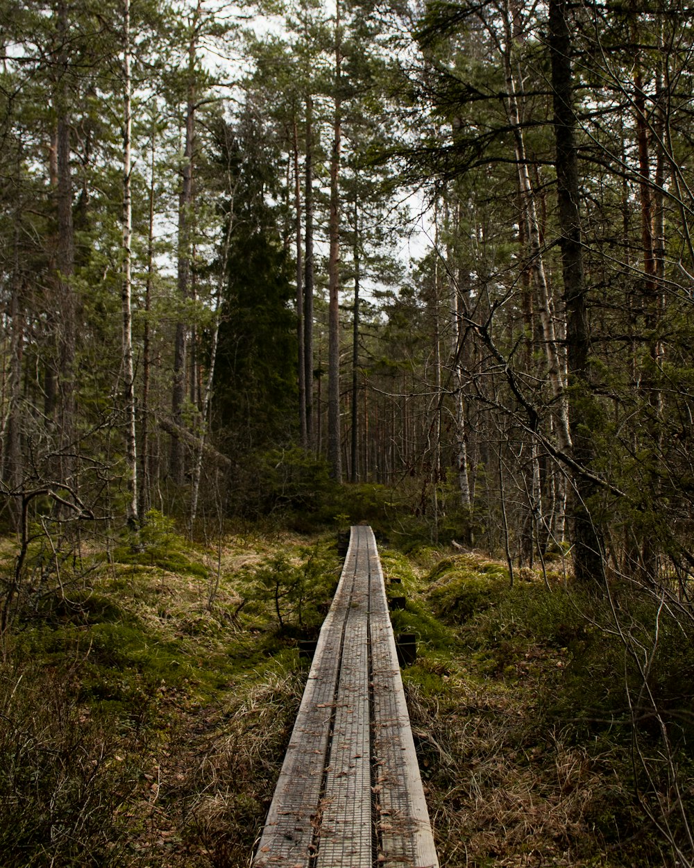 forest during daytime