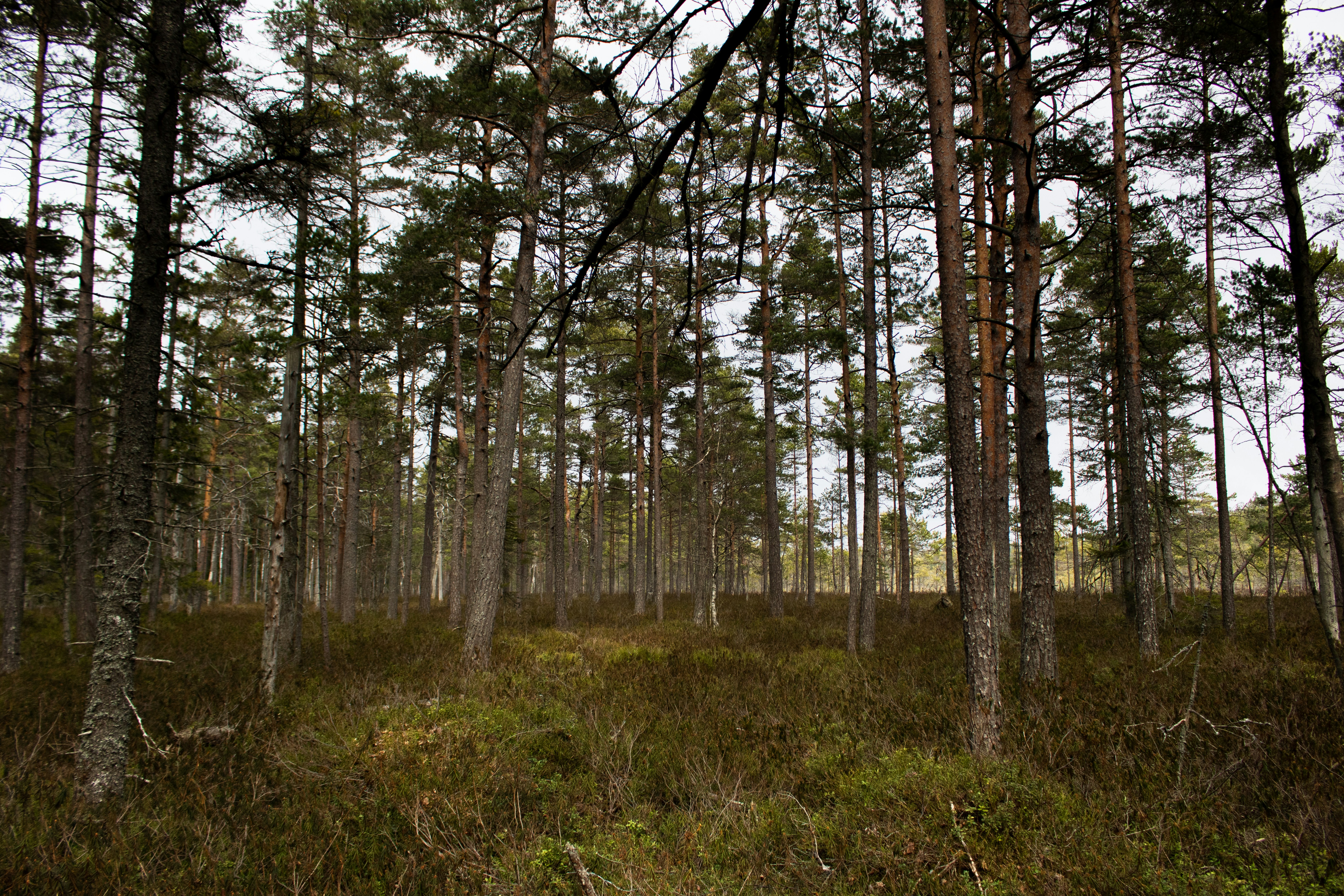 Photo by schranzandrin