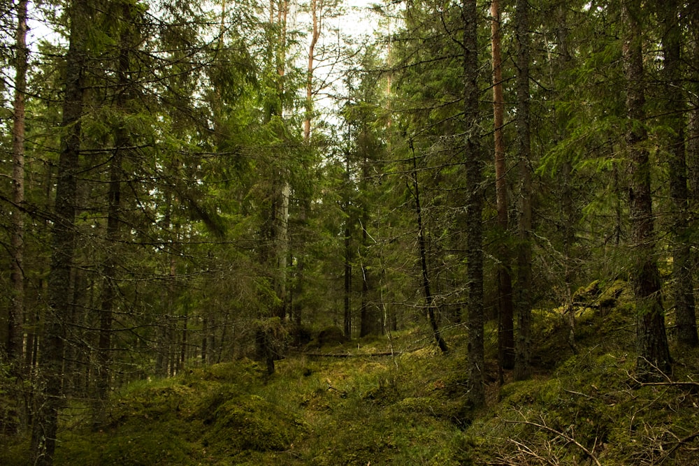 green tall trees in the forest