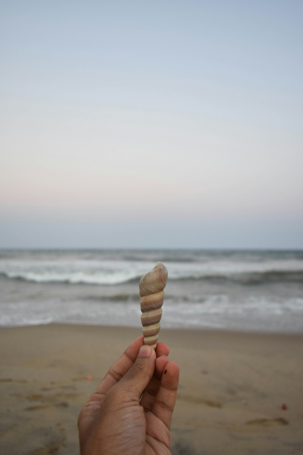 person holding shell