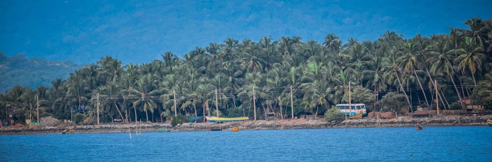 white and blue bus on road surrounded with tall and green coconut trees viewing blue body of water during daytime