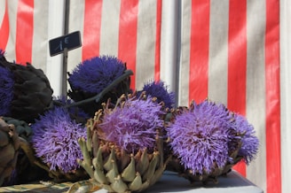 Purple thistle-like flowers with green bracts are displayed on a table against a backdrop of red and white striped fabric. A small sign with a price written in euros is placed near the flowers.