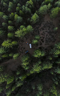 green pine trees