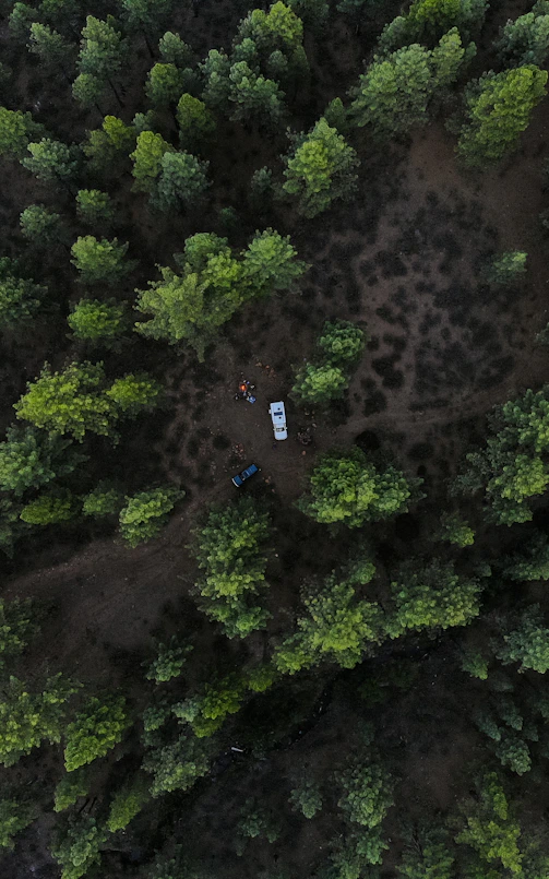 green pine trees