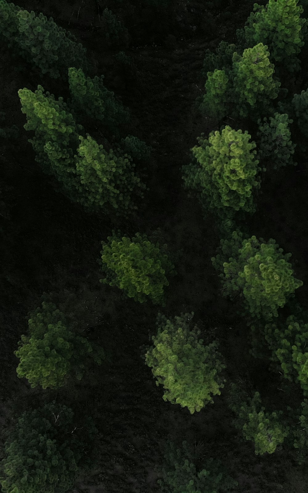 aerial photography of trees