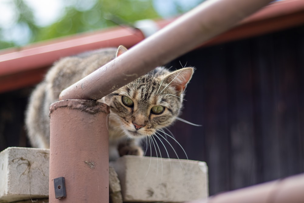 brown tabby cat on selective focus photography