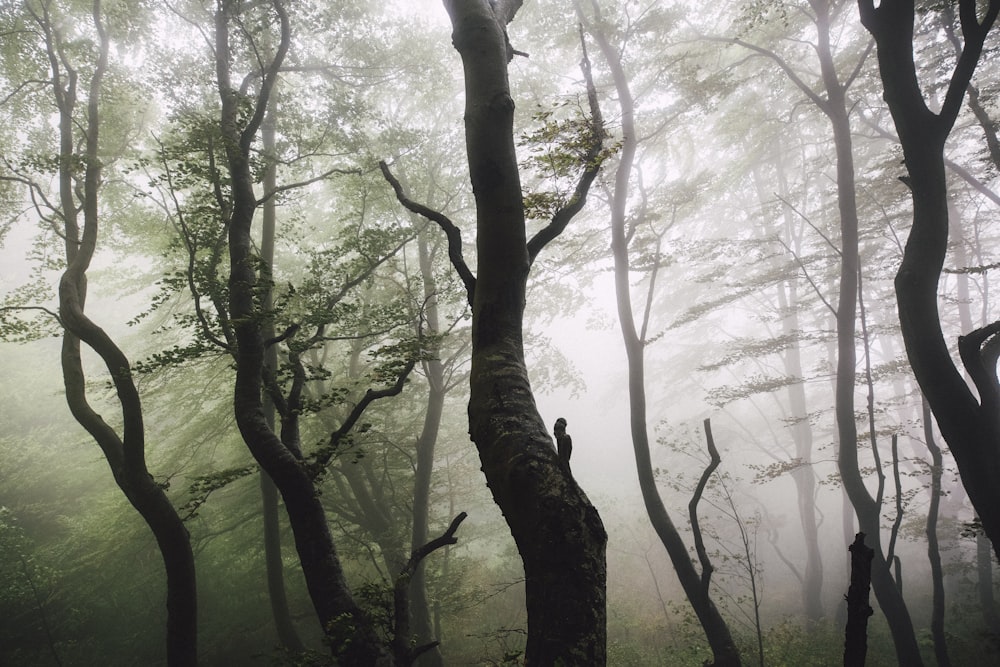 Árboles altos cubiertos de niebla