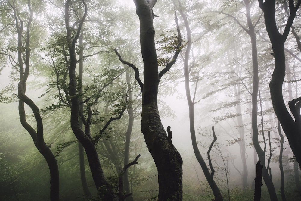 grands arbres couverts de brouillards