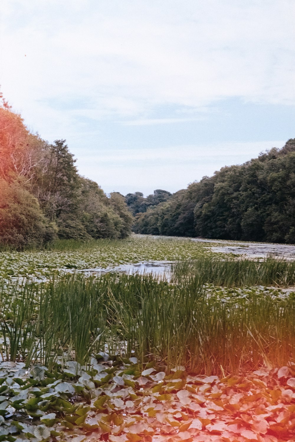 landscape photo of forest during daytime