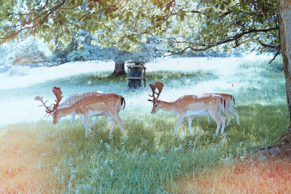 brown deers painting