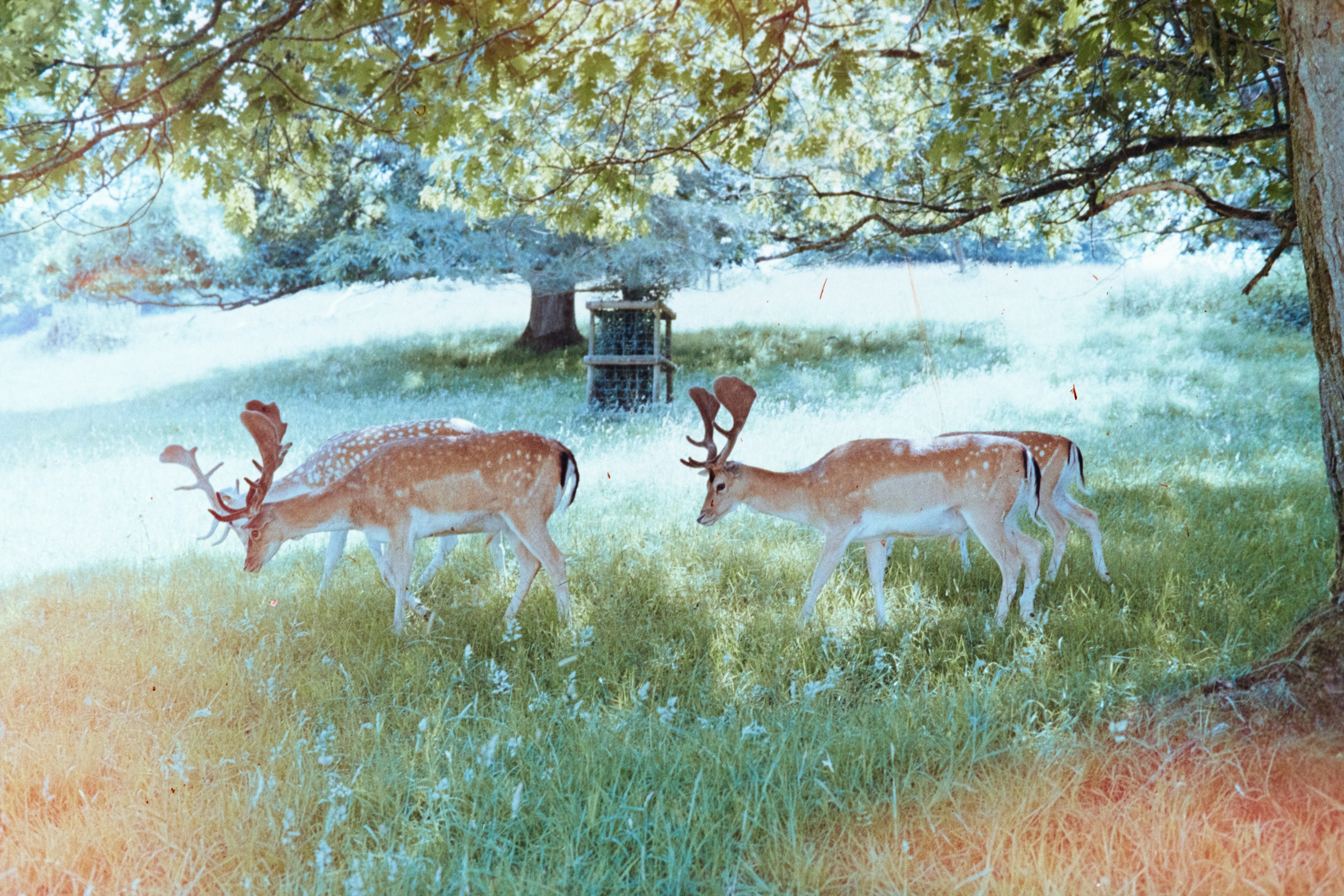 brown deers painting