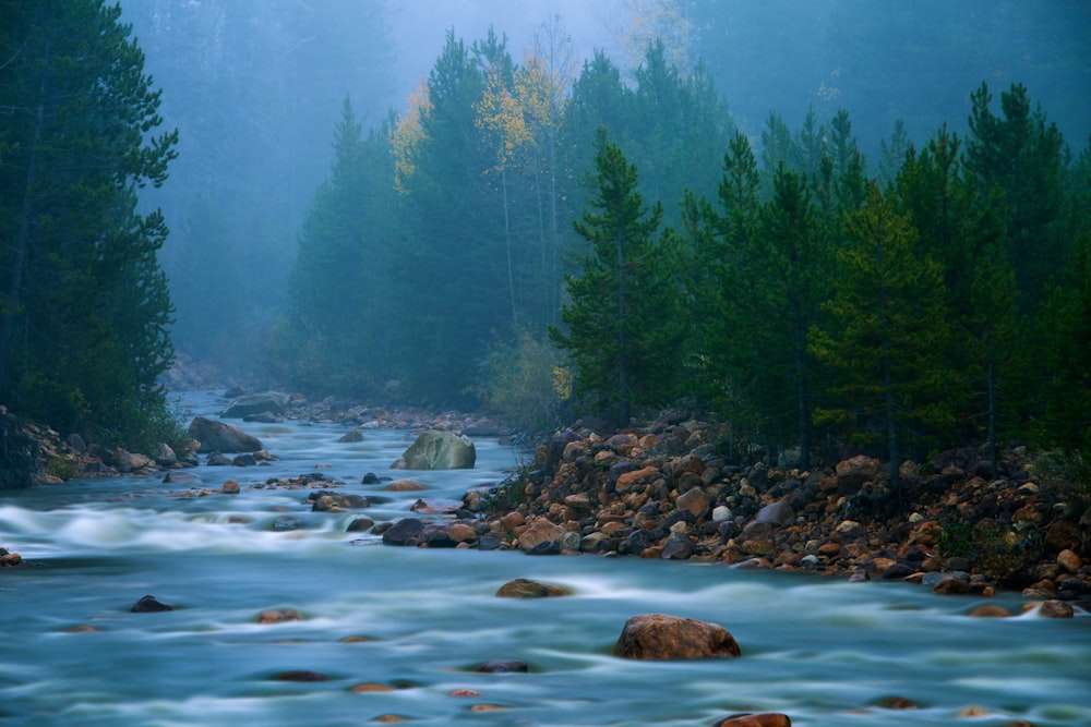 body of water near trees