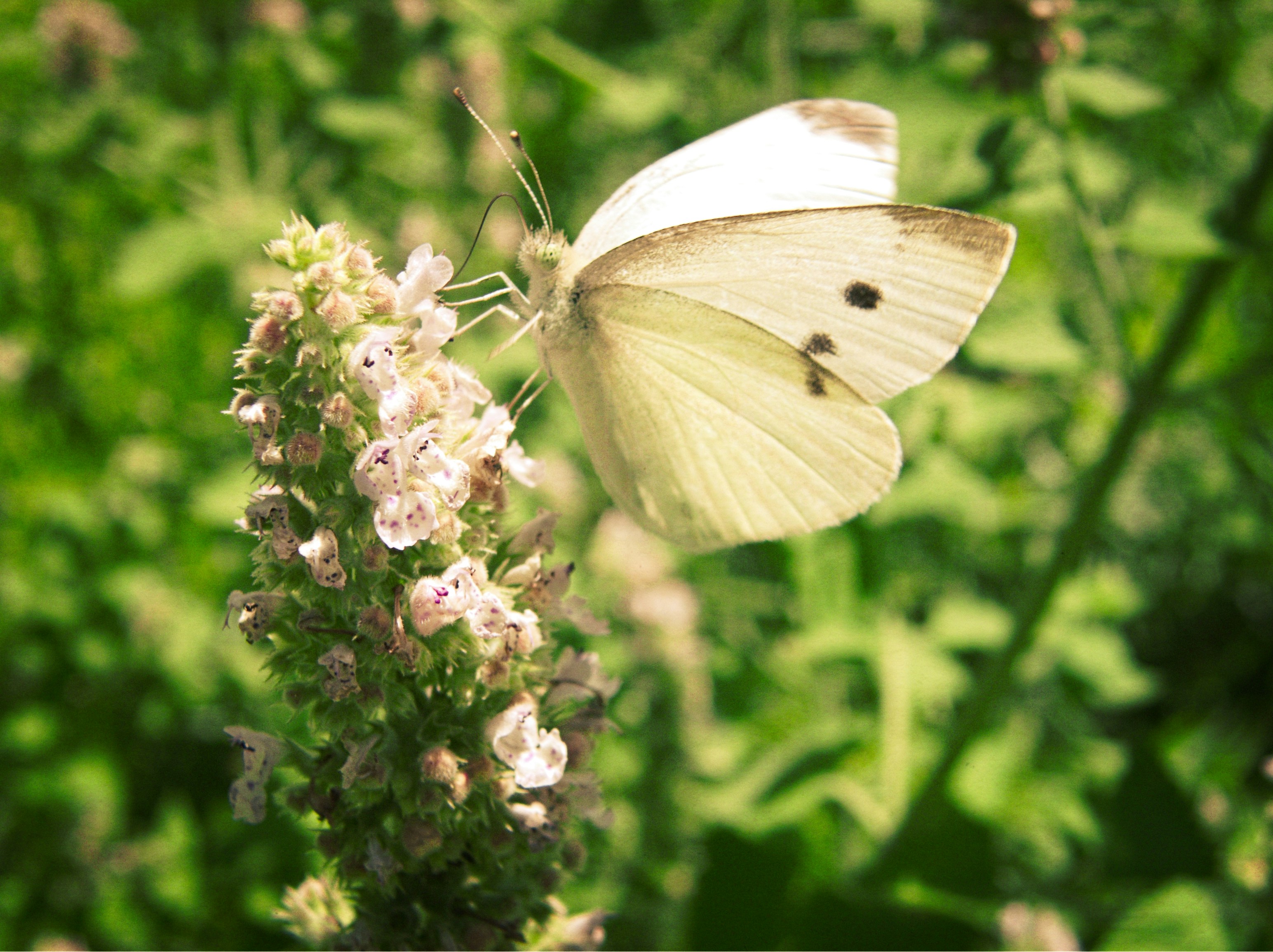 Photo by samoset_1937