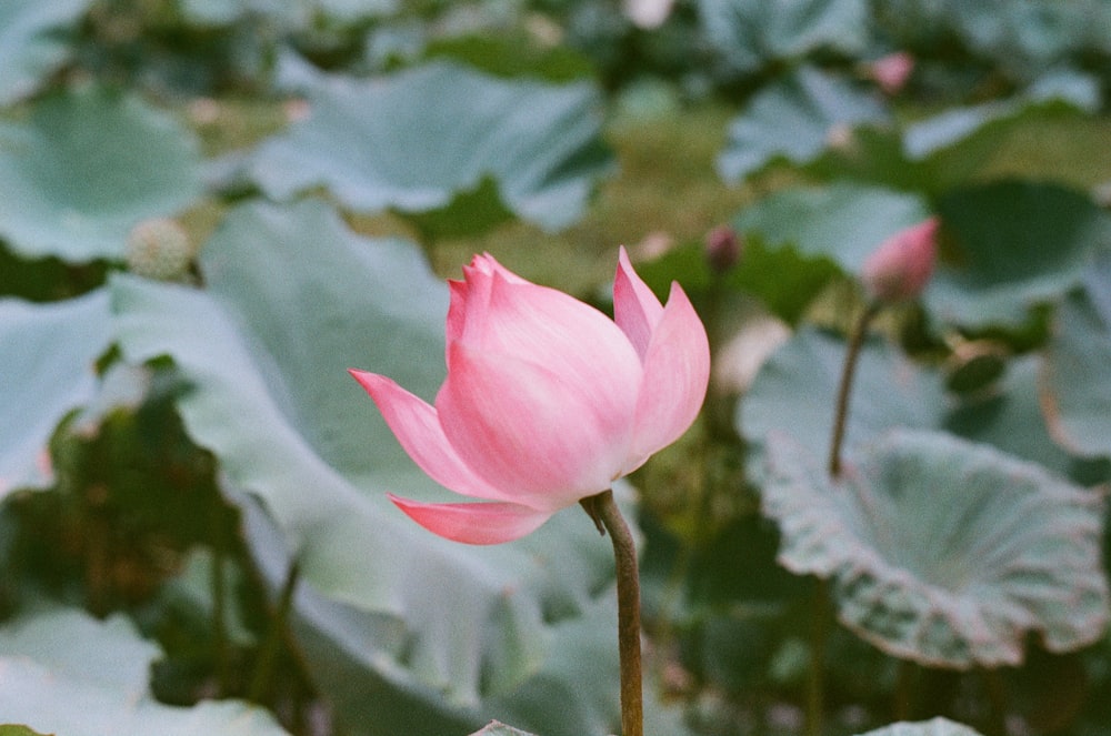 pink flower