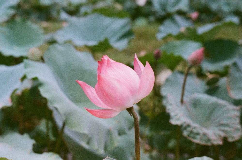 Another nuance of a lotus in motion f... | HD photo by Vo Danh (@vanhdo) on Unsplash