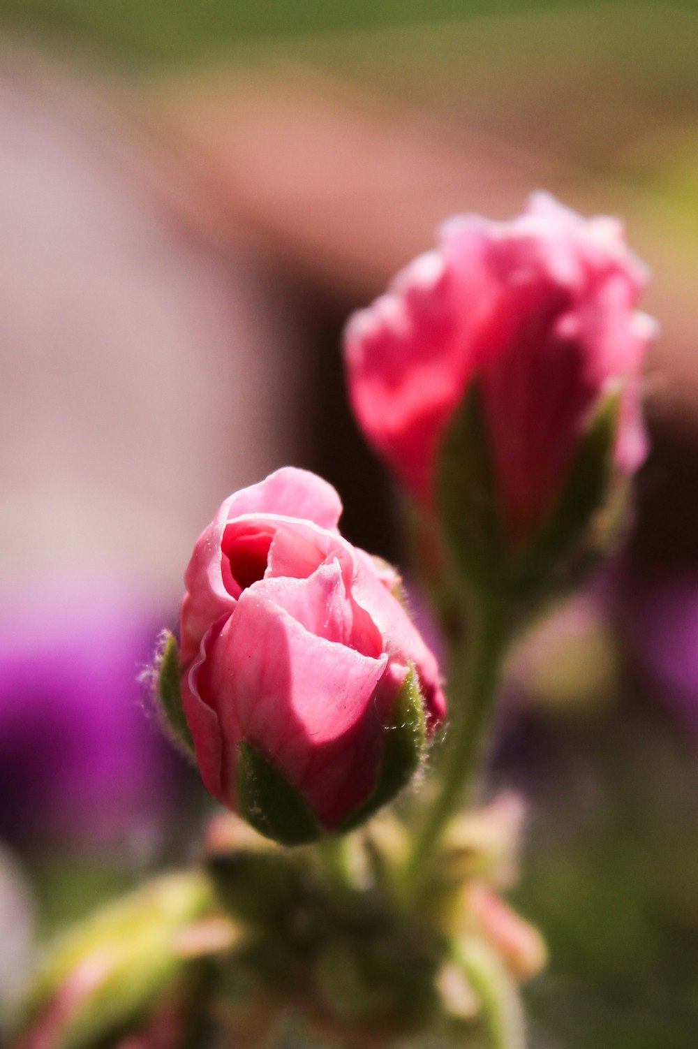 a close up of a pink flower with a blurry background