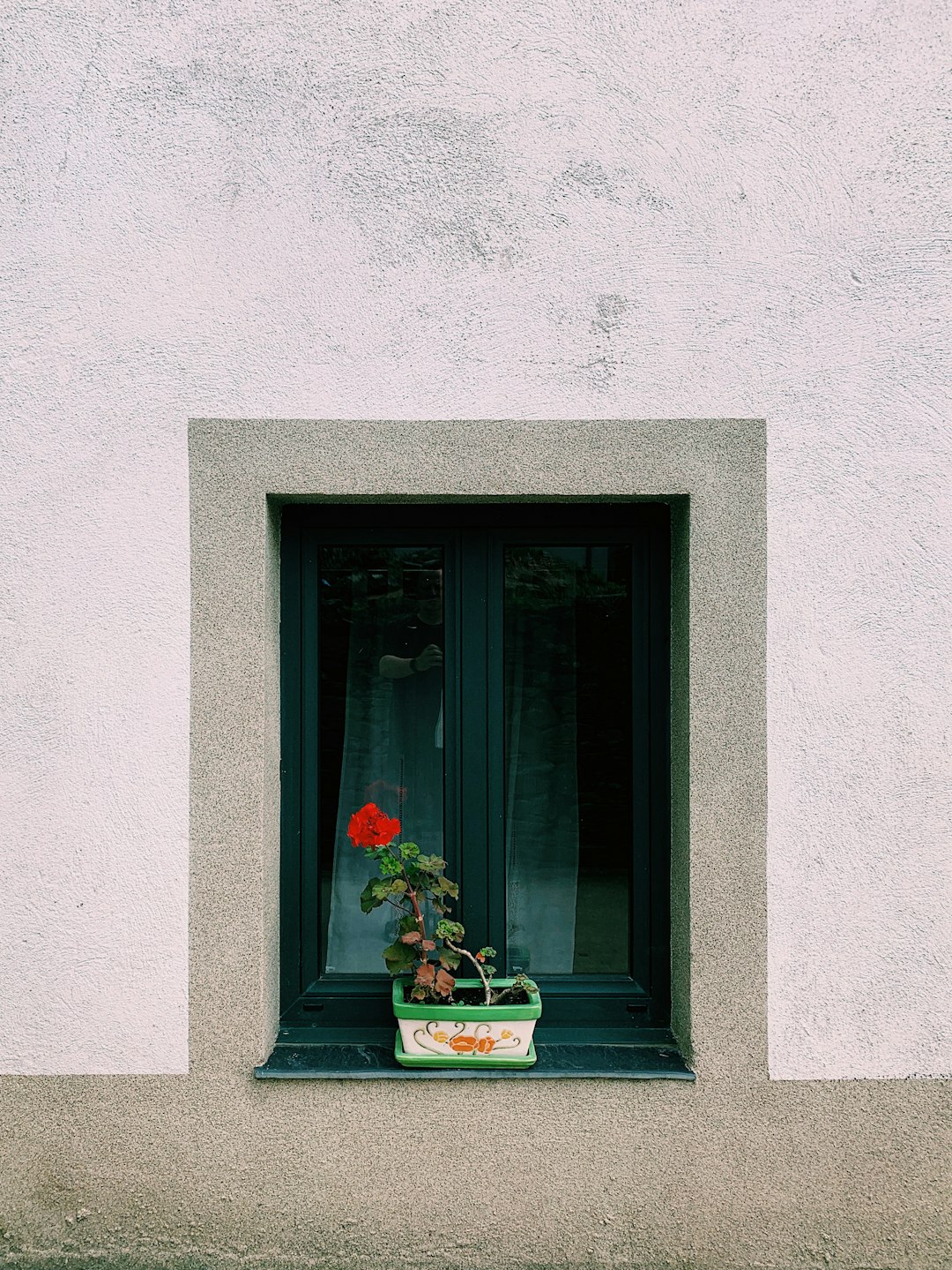 red flower outside window