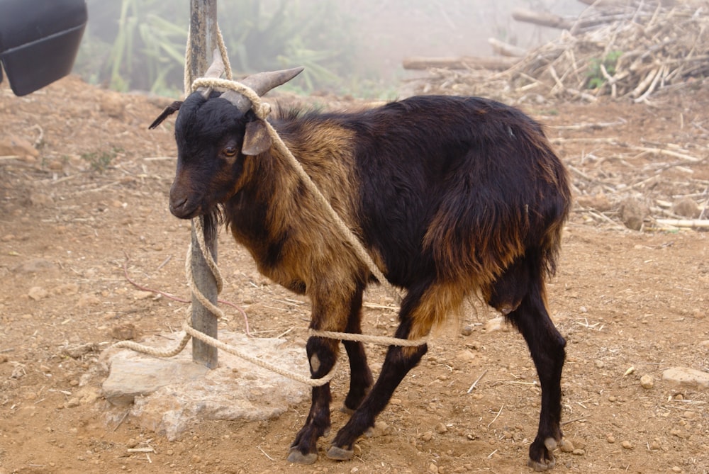 chèvre ligotée