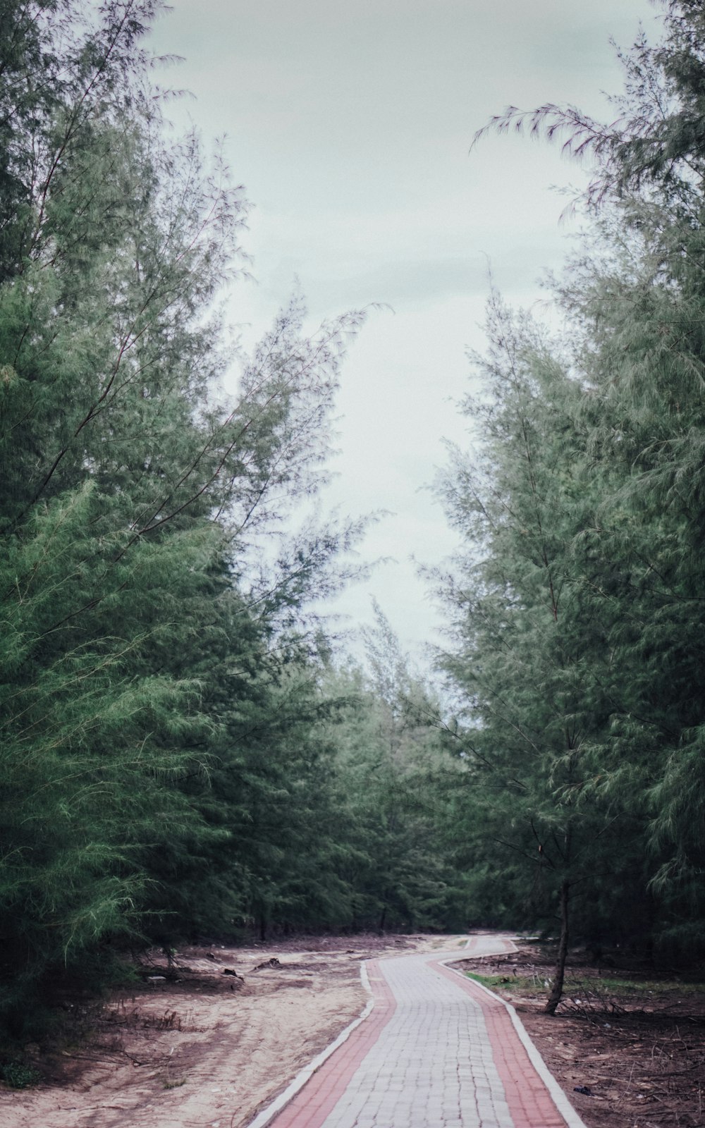 green trees under cloudy sky