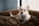 A cozy indoor photo of a happy dog wearing a hugmypet collar on a beige sofa bathed in soft natural light.