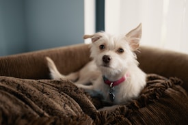 A small, fluffy dog with a light-colored coat is resting on a soft, brown couch. The dog is wearing a pink collar and looking directly at the camera with an attentive expression. The background features a softly lit room, creating a warm and cozy atmosphere.