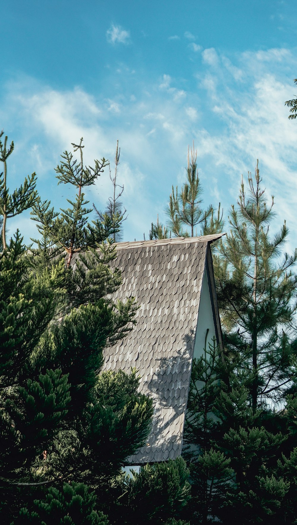 house near tree during daytim