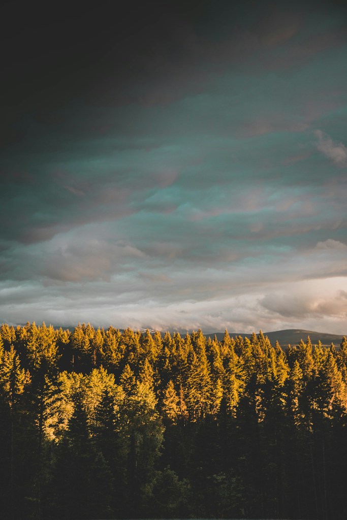 Golden Forest Glow