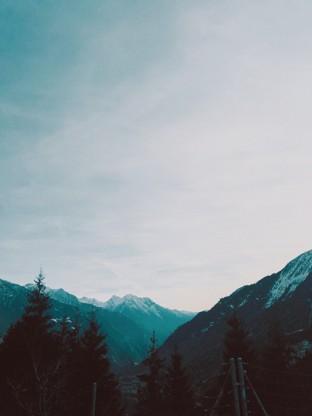 tall trees near mountain