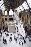 people looking up into megalodon skeleton