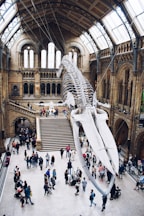 people looking up into megalodon skeleton